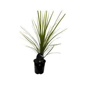 1.9L Cabbage Tree - Cordyline australis