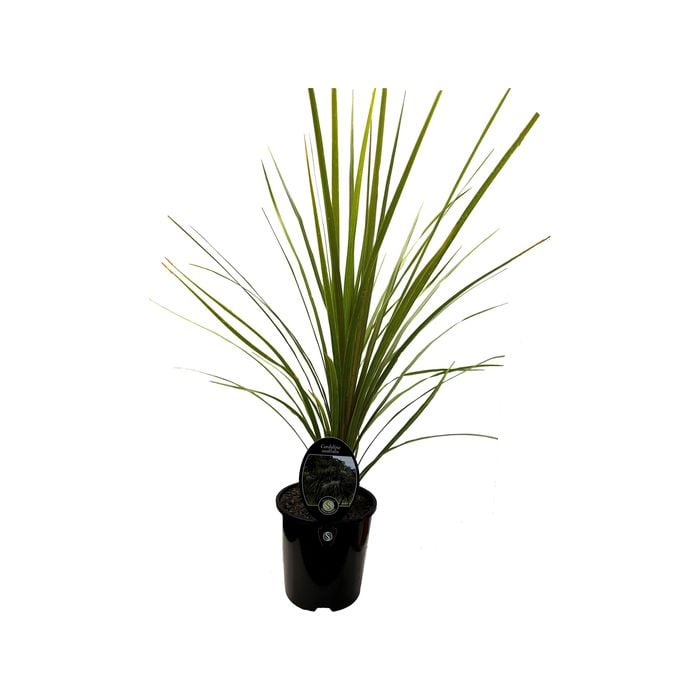 1.9L Cabbage Tree - Cordyline australis
