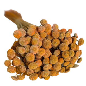 Blooms Of Joy 45cm Orange Botao Flowers