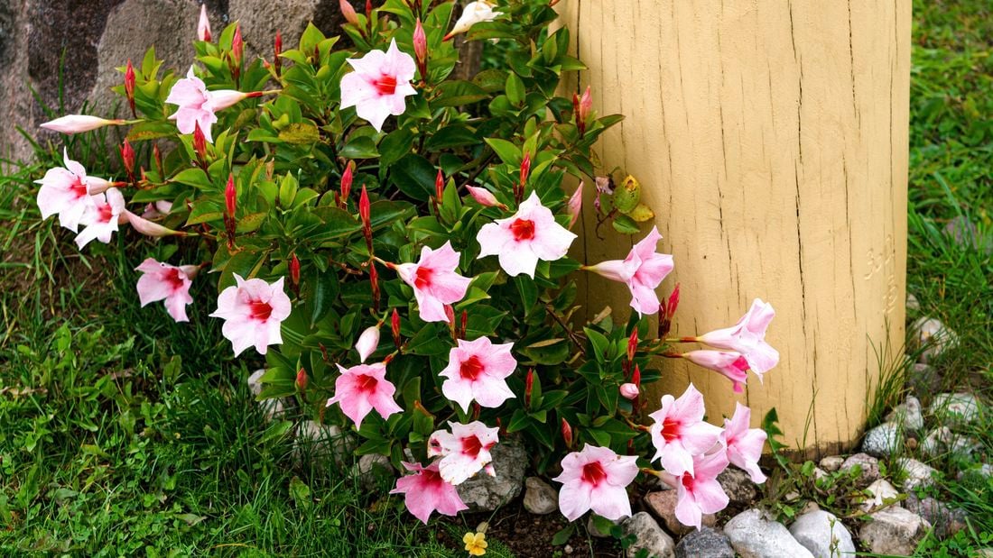 Wide shot of a flowering pink  mandevilla plant in a garden