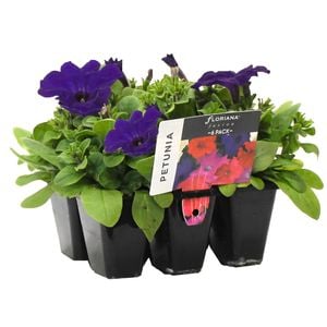 6 Cell Petunia Blue - Petunia  hybrida - Fusion Flowers Range