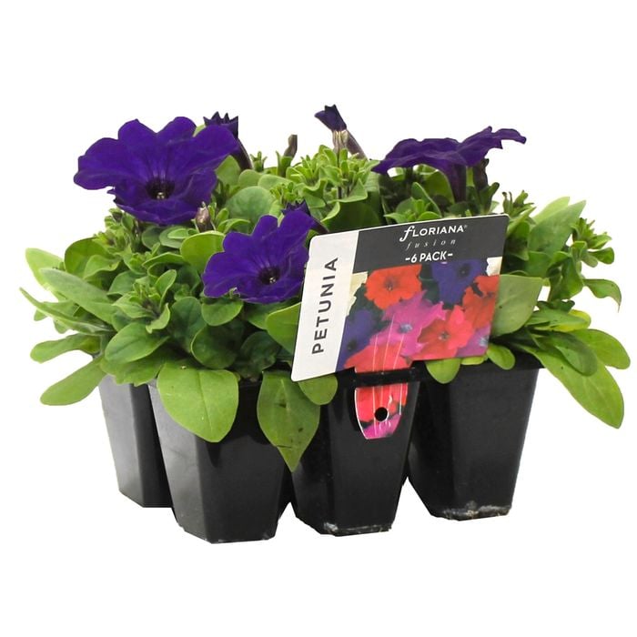 6 Cell Petunia Blue - Petunia  hybrida - Fusion Flowers Range