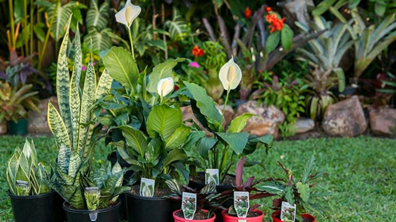 Indoor plants including a peace lilly.