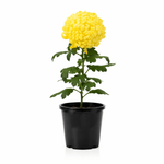 140mm Chrysanthemum Disbud - Chrysanthemum Morifolium