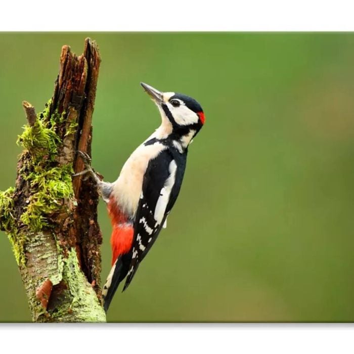 Great Spotted Woodpecker  Print 100% Australian Made 75 x 50cm  (Stretched)