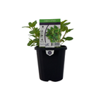 125mm Oregano - Origanum vulgare