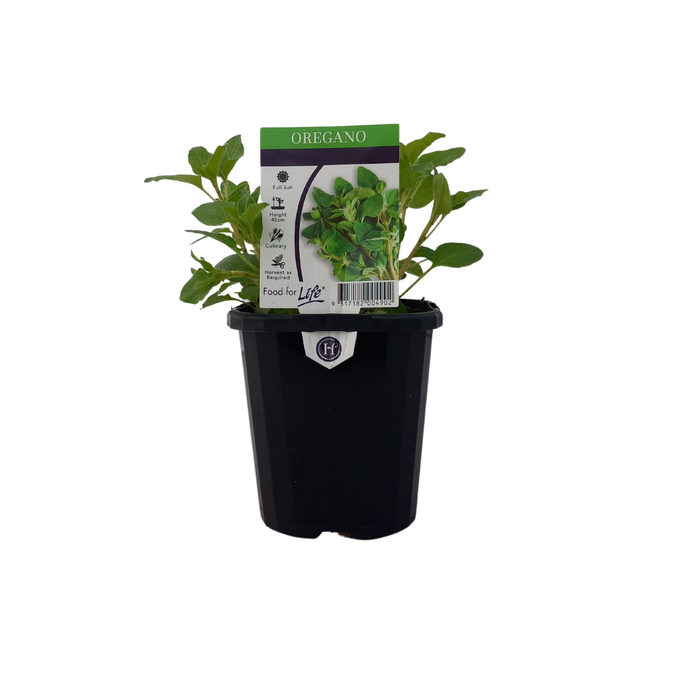 125mm Oregano - Origanum vulgare