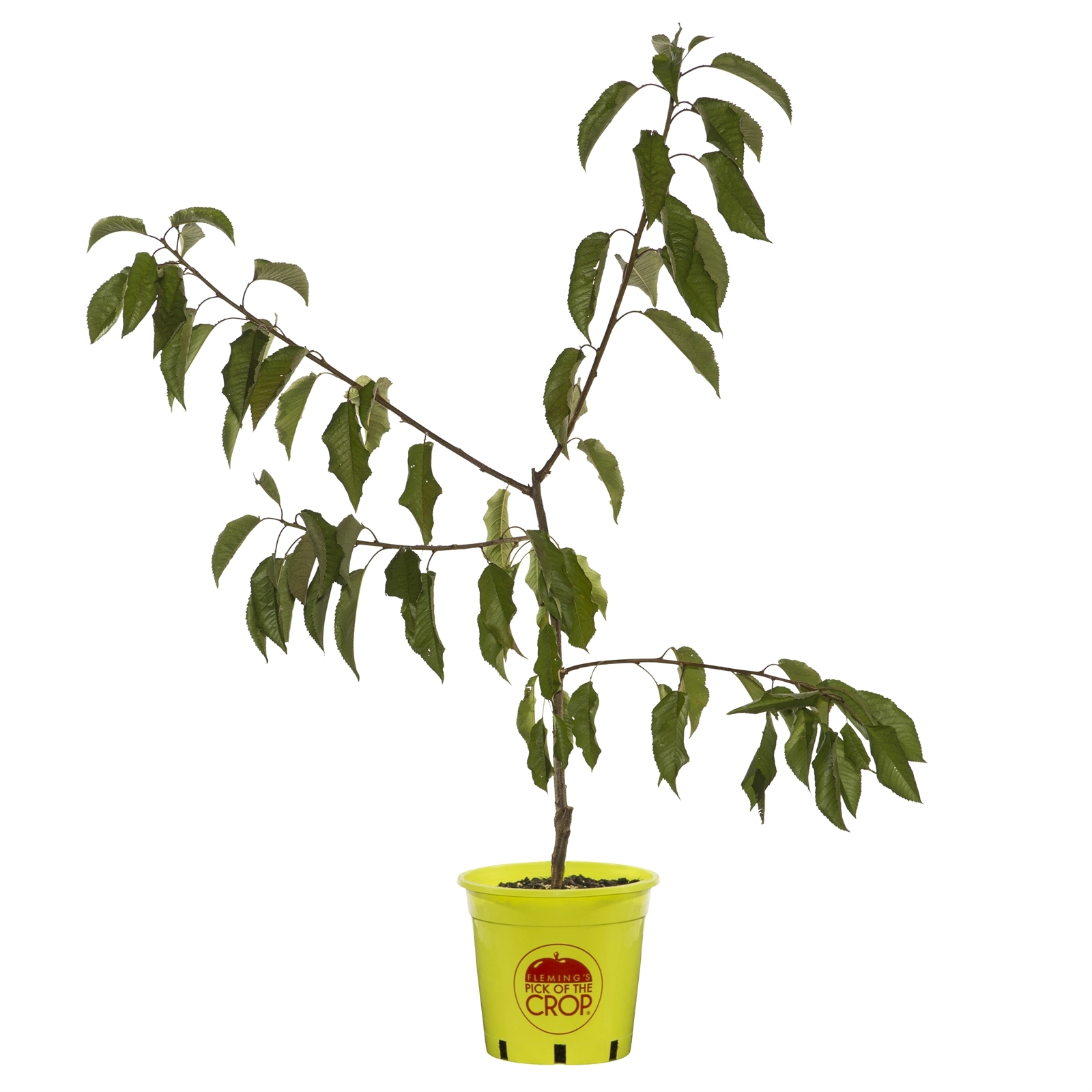 250mm Trixie White Cherree Cherry - Prunus species