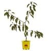 250mm Trixie White Cherree Cherry - Prunus species