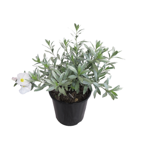 2.4L Silverbush - Convolvulus Cneorum