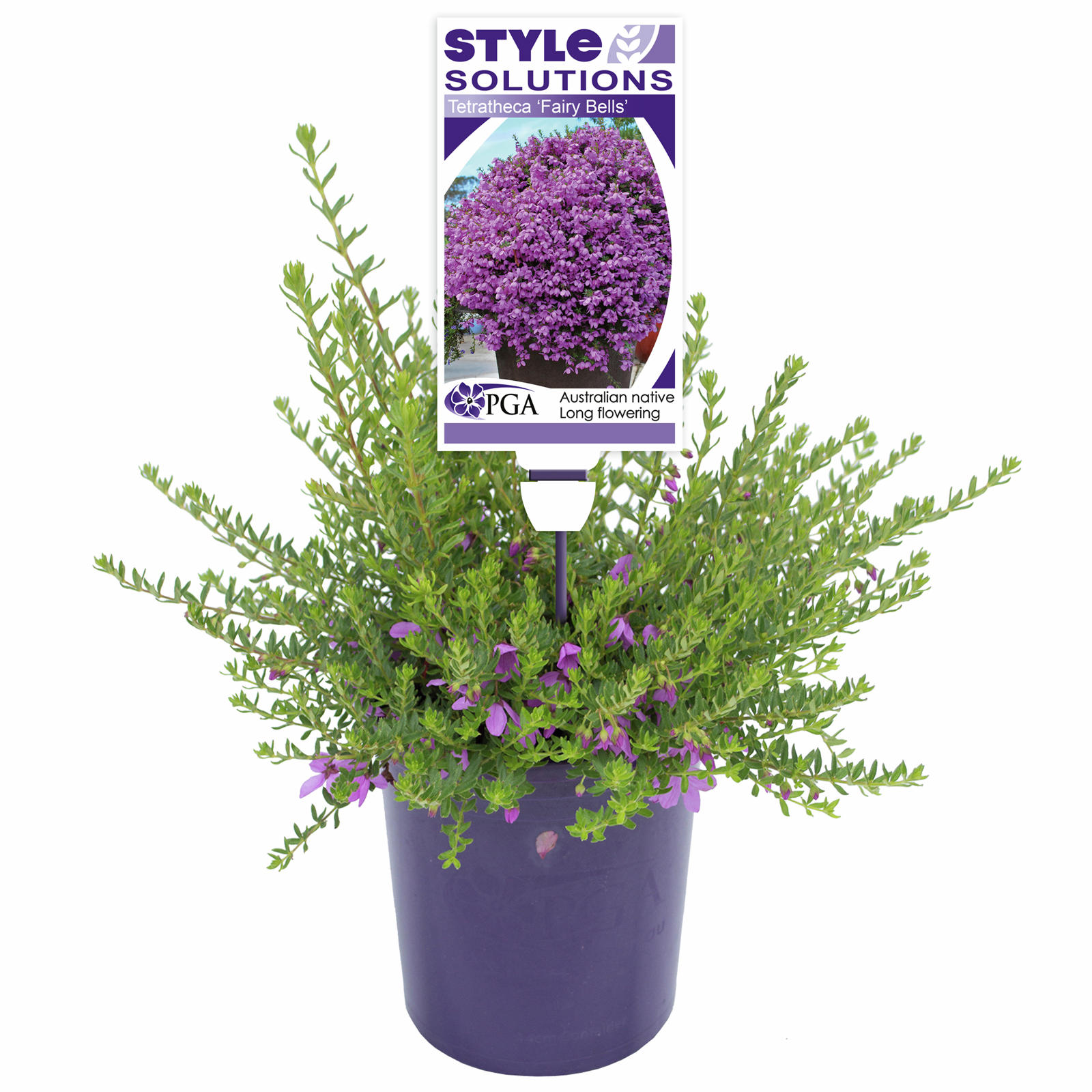140mm Fairy Bells - Tetratheca thymifolia