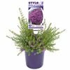 140mm Fairy Bells - Tetratheca thymifolia