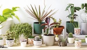 Indoor potted and hanging plants.