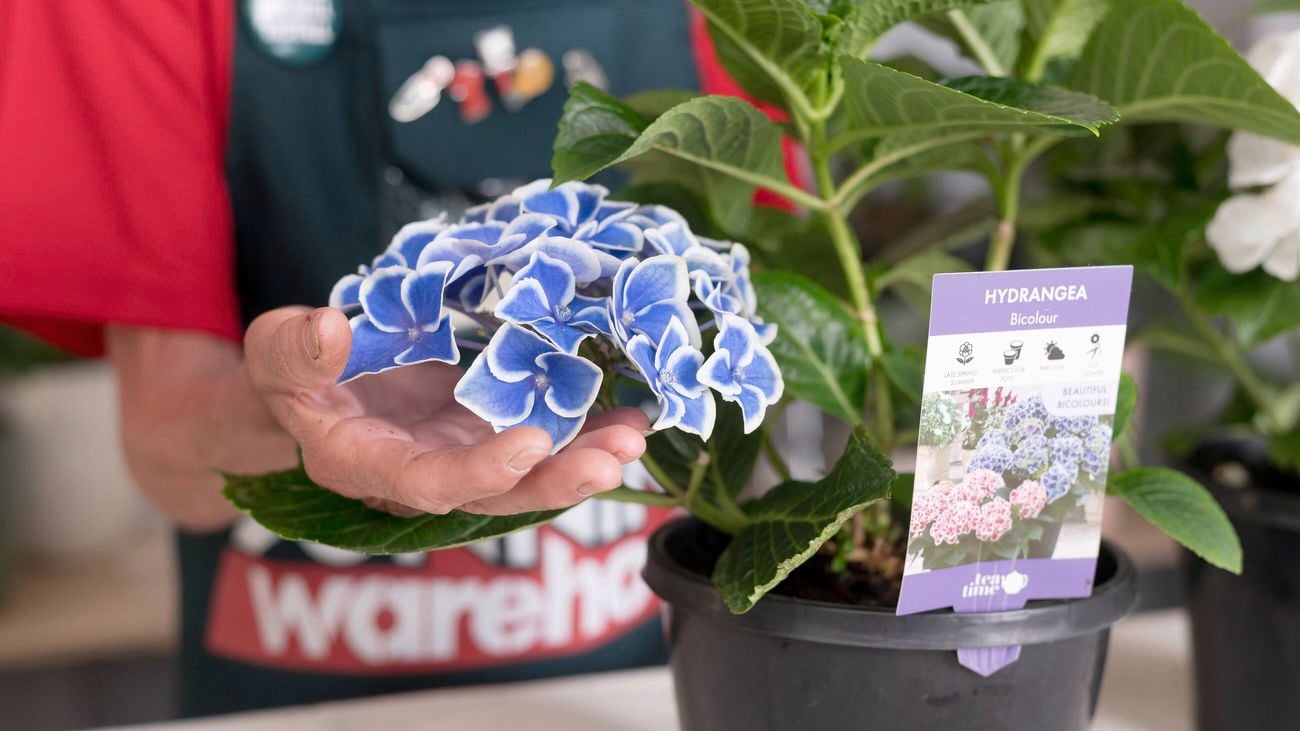 Bunnings team member is displaying a blue and white bicolour hydrangea.