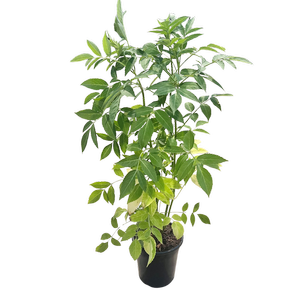 180mm Elderberry - Sambucus nigra