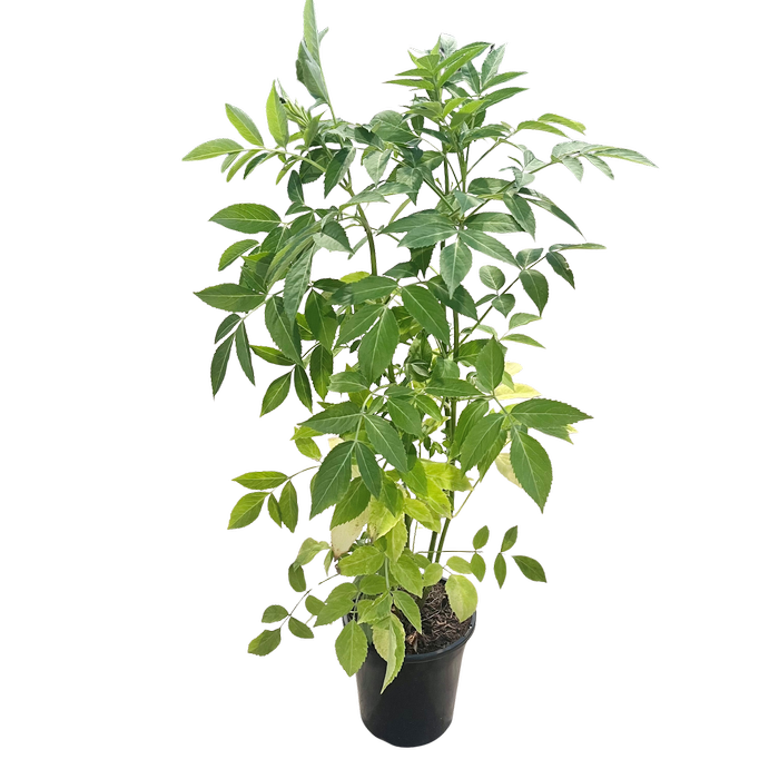 180mm Elderberry - Sambucus nigra