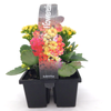 Kalanchoe Essence - Kalanchoe blossfeldiana - 4 Pack