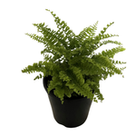 140mm Fluffy Ruffles Fern - Nephrolepsis exaltata