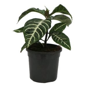 130mm Zebra Plant - Aphelandra squarrosa