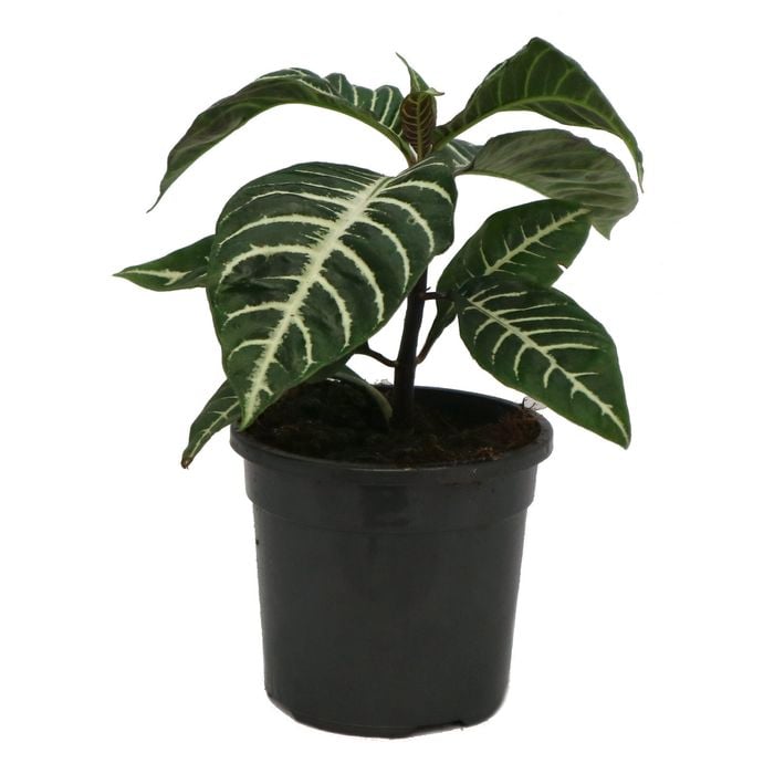 130mm Zebra Plant - Aphelandra squarrosa