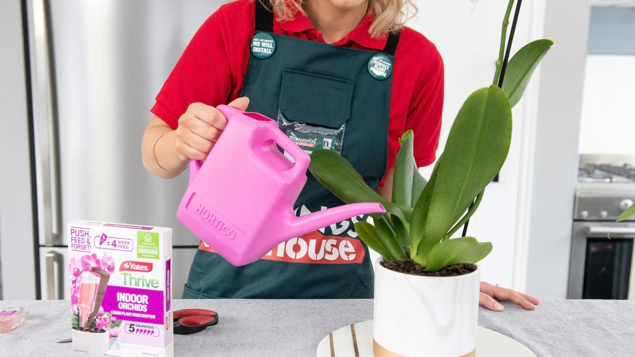 Watering the orchid with a pink watering can.