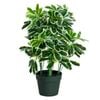 60cm Artificial Variegated Umbrella Plant
