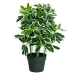 60cm Artificial Variegated Umbrella Plant