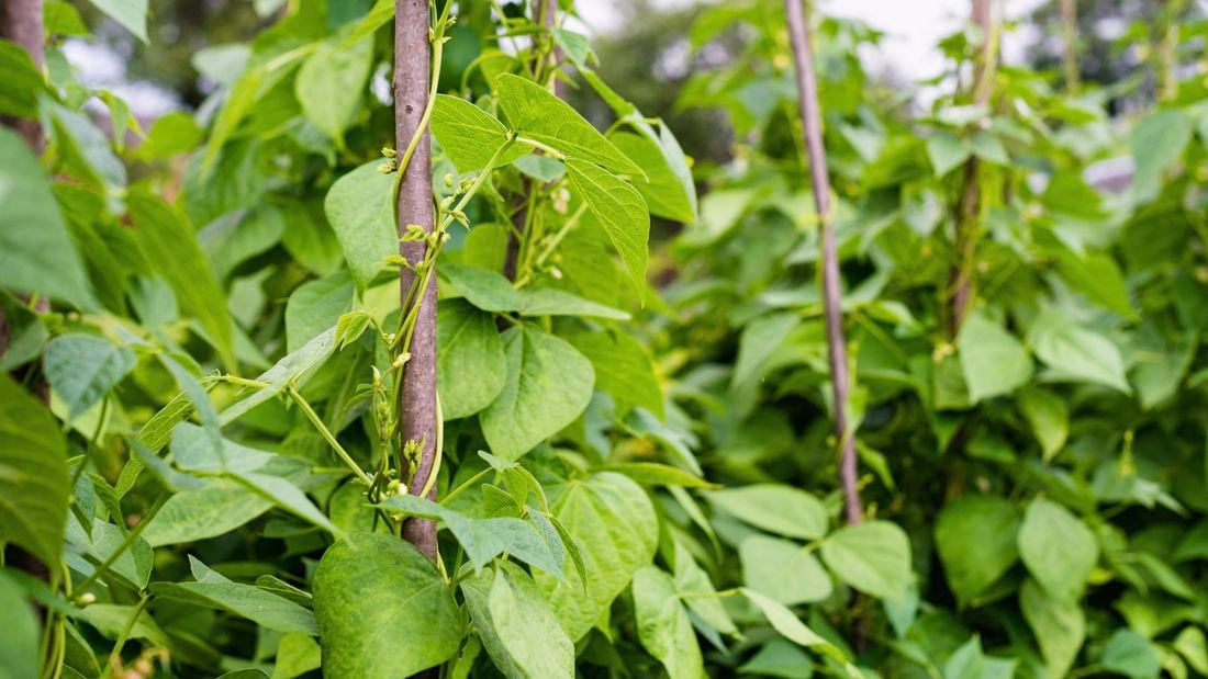 green bean shoots in the garden