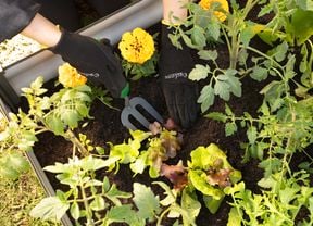 garden bed with plants
