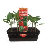 California Wonder Capsicum Punnet - Grow Your Own Range