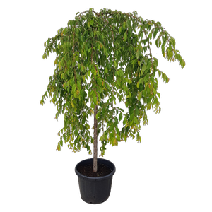 45L Weeping Cherry - Prunus subhirtella Falling Snow