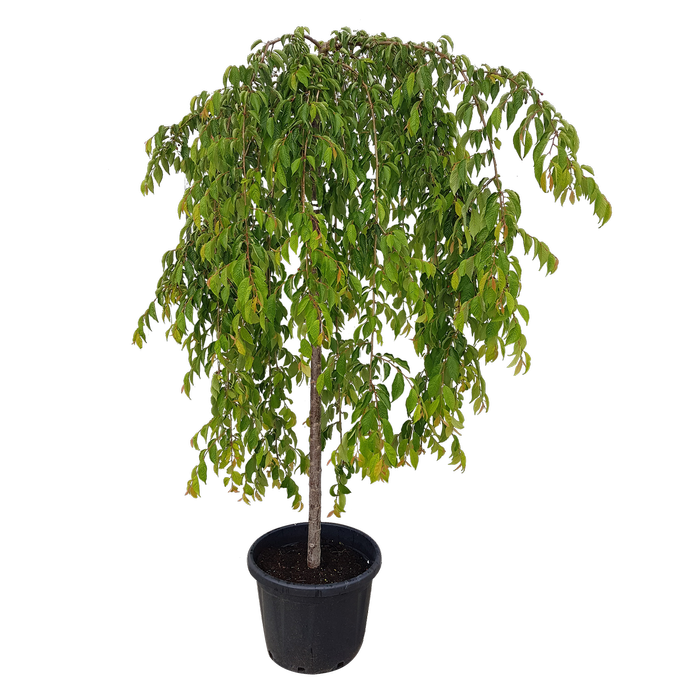 45L Weeping Cherry - Prunus subhirtella Falling Snow