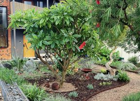 A modern house with a gravel path winding through a garden featuring native plants and a bottle-brush tree
