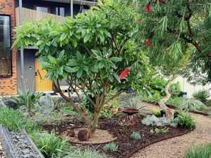 A modern house with a gravel path winding through a garden featuring native plants and a bottle-brush tree