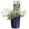 140mm Helianthemum - The Bride