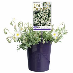 140mm Helianthemum - The Bride
