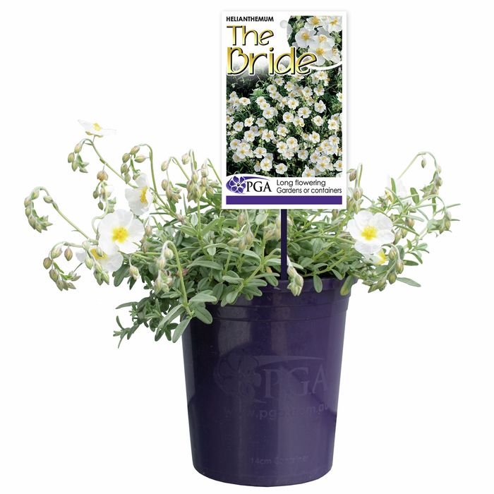 140mm Helianthemum - The Bride