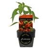125mm Capsicum Mad Hatter - Capsicum baccatum - Floriana Fresh Start Range