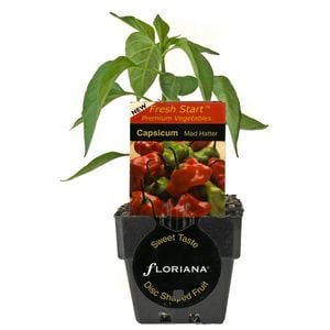 125mm Capsicum Mad Hatter - Capsicum baccatum - Floriana Fresh Start Range