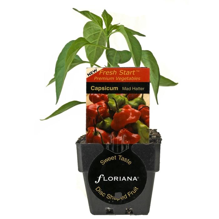 125mm Capsicum Mad Hatter - Capsicum baccatum - Floriana Fresh Start Range