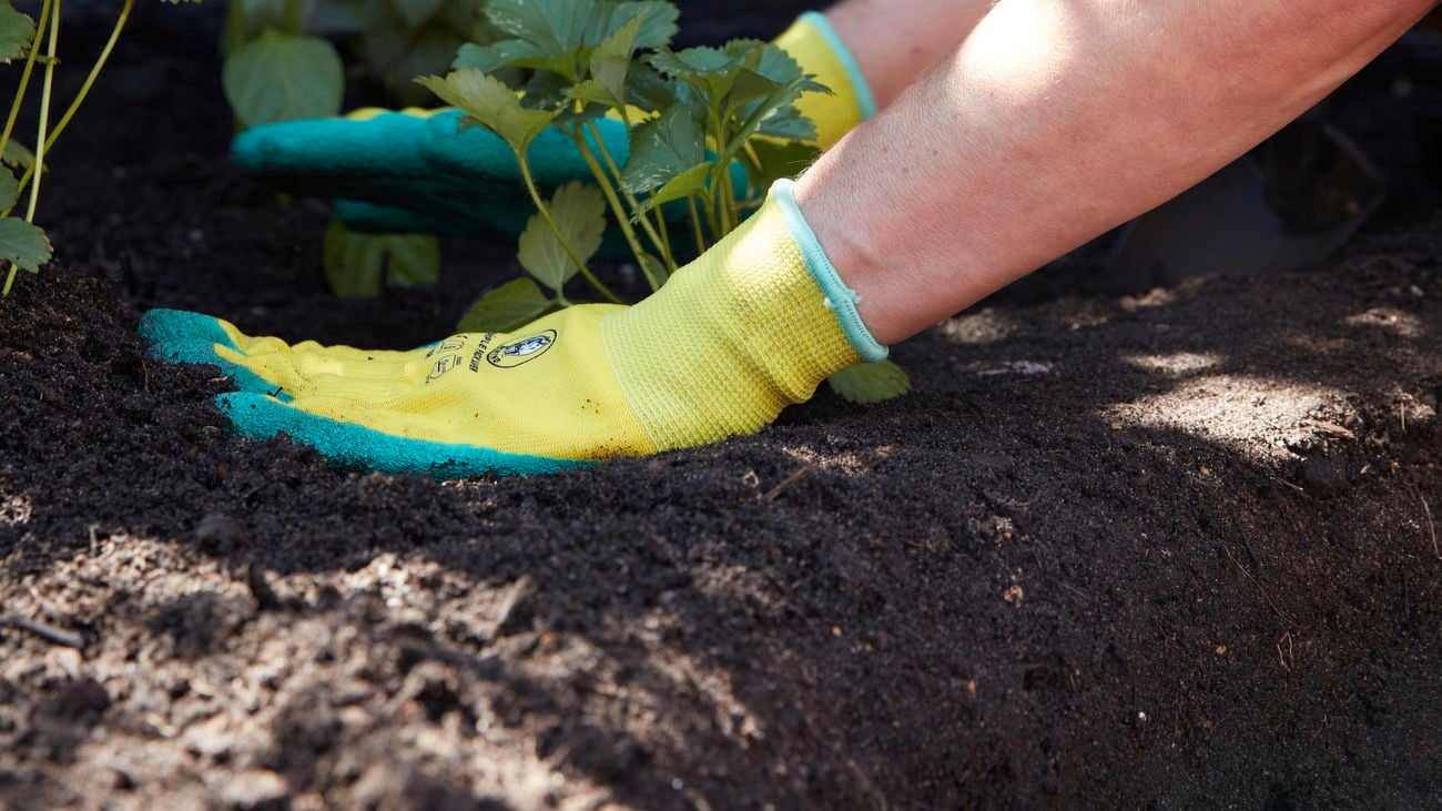 lady planting  seedlings in garden bed
