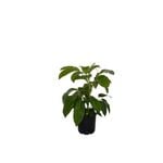 200mm Umbrella Tree - Shefflera amate