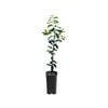 4L Lime Sweet Grafted - Citrus latifolia