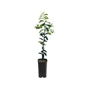 4L Lime Sweet Grafted - Citrus latifolia