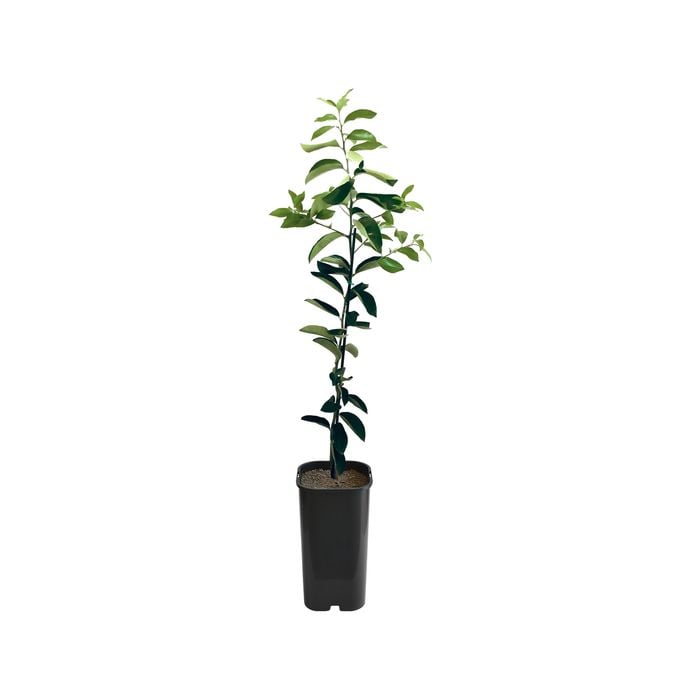 4L Lime Sweet Grafted - Citrus latifolia