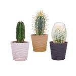 5.5cm Assorted Cactus In Ceramic Pot