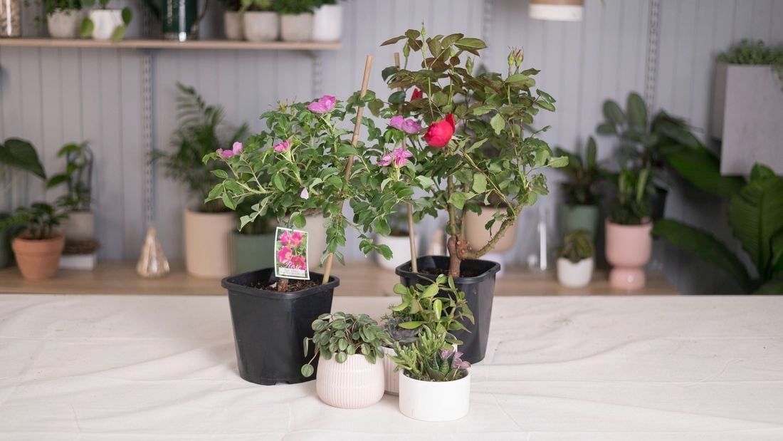Pink and red rose plants on the table.