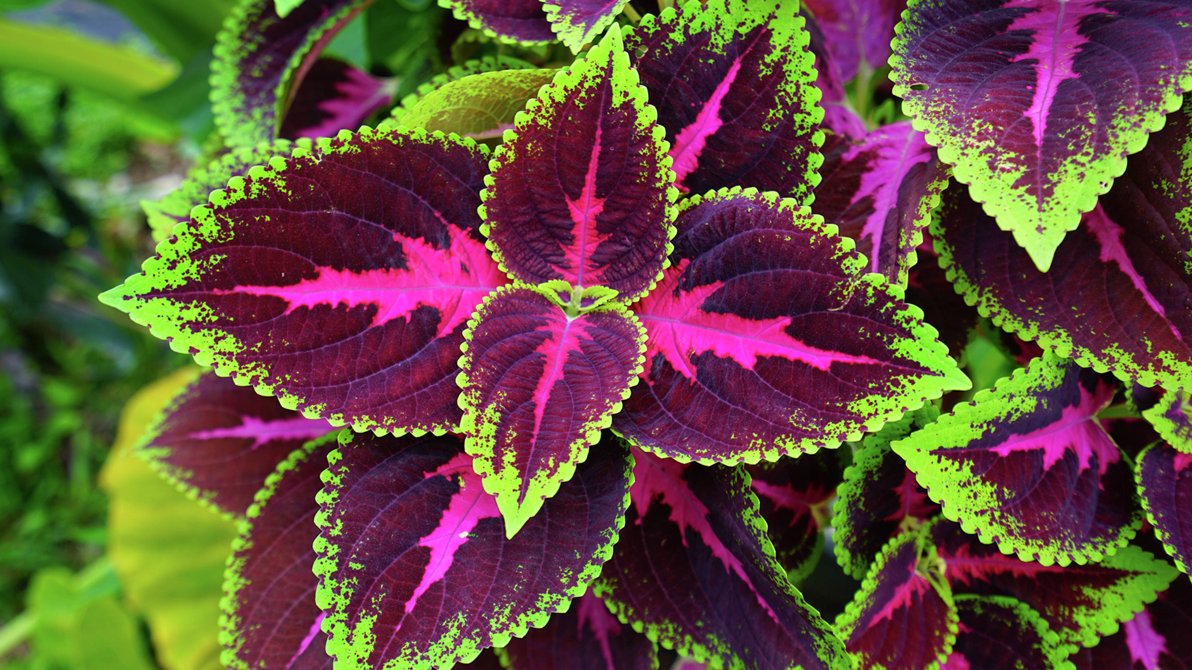 Coleus plant with deep purple leaves, bright pink centres, and vivid lime-green edges growing densely together.