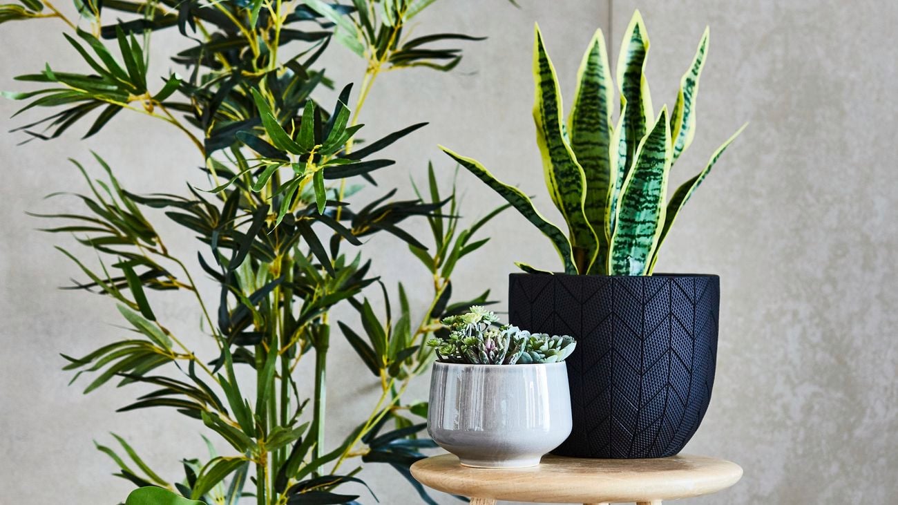 Best Low-Light Indoor Plants - Bunnings Australia