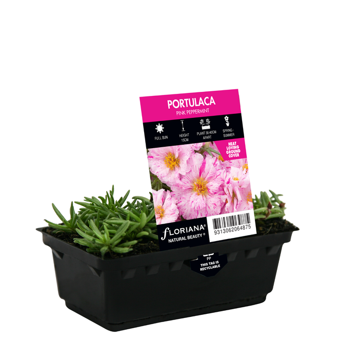 Portulaca Pink Peppermint Punnet - Portulaca grandiflora